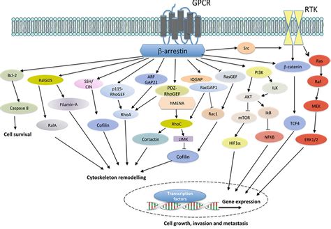 beta arrestin pathway|β.